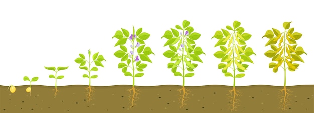 Vecteur cycle de croissance du soja avec illustration vectorielle dans le sol de légumineuses en germination