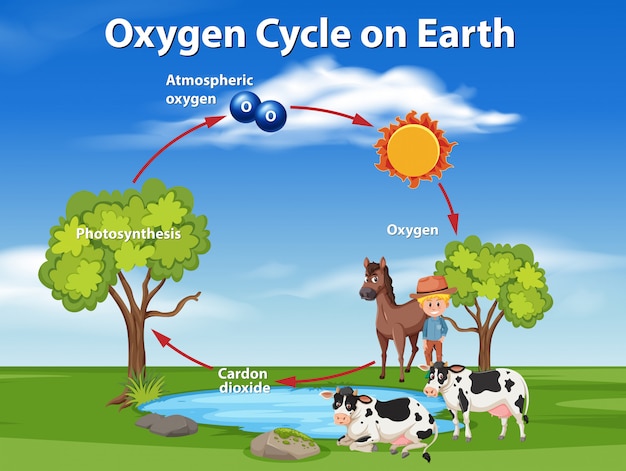 Vecteur cycle de l'oxygène sur la terre