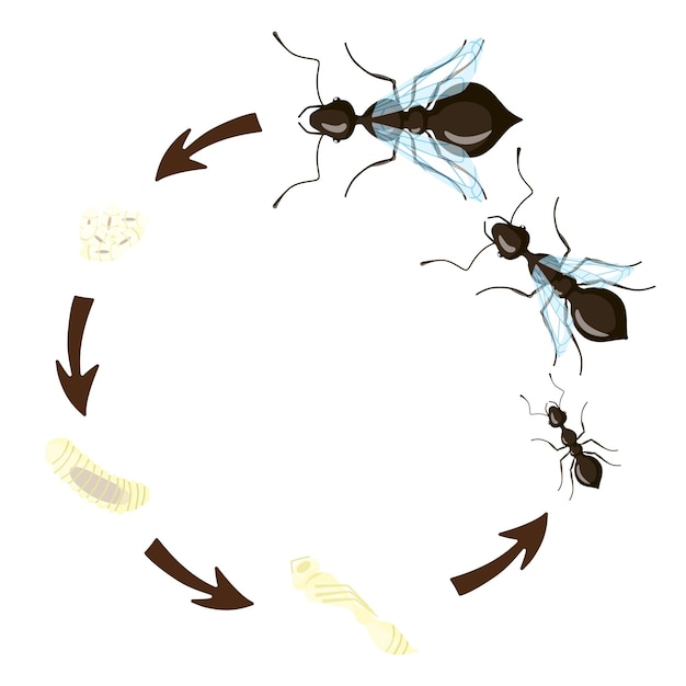 Vecteur cycle de vie des fourmis isolé sur fond blanc. stade de développement larve de fourmis, nymphe, œuf, reine, mâle et ouvrière.