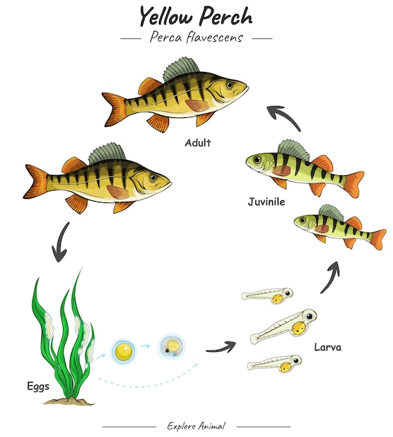 Vecteur cycle de vie de la perchaude ou cycle de vie du poisson