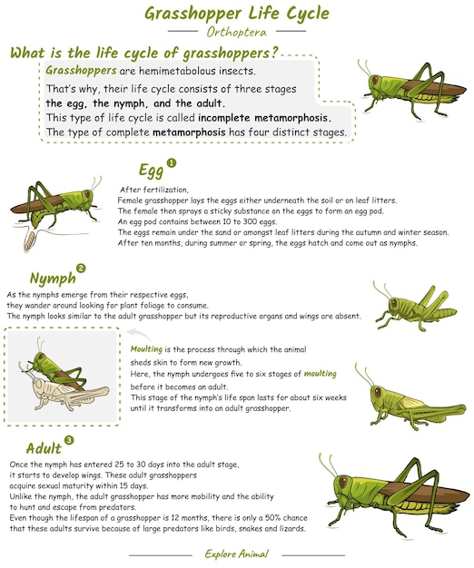Vecteur cycle de vie des sauterelles avec explication