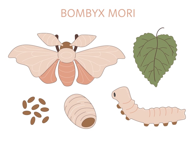 Cycle de vie de la teigne à soie Bombyx mori