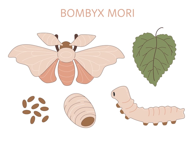 Vecteur cycle de vie de la teigne à soie bombyx mori