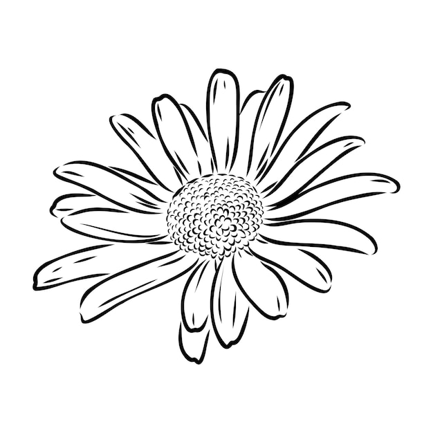 Vecteur daisy fleur dessin au trait vecteur dessiné à la main illustration gravée camomille sauvage encre noire sketc