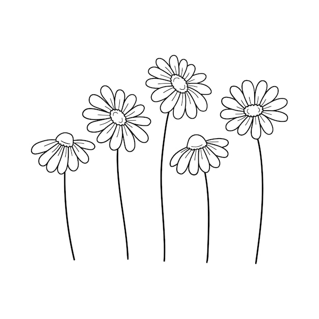 Daisy fleurs sauvages contour dessin illustration vectorielle de ligne