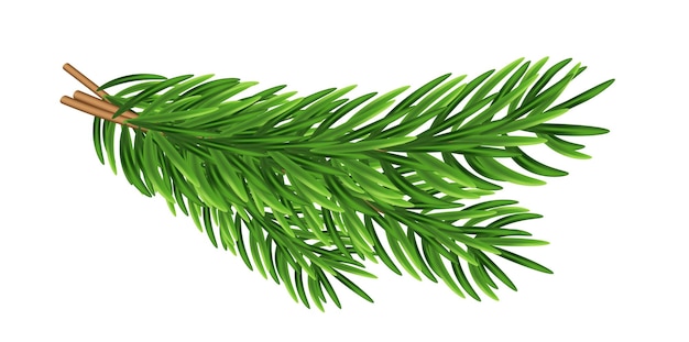 Vecteur décoration de branches de sapin vert pour noël et nouvel an sur fond transparent et blanc modèle universel pour flyers cartes postales étiquettes de prix invitations sapin de noël vecteur sans raster