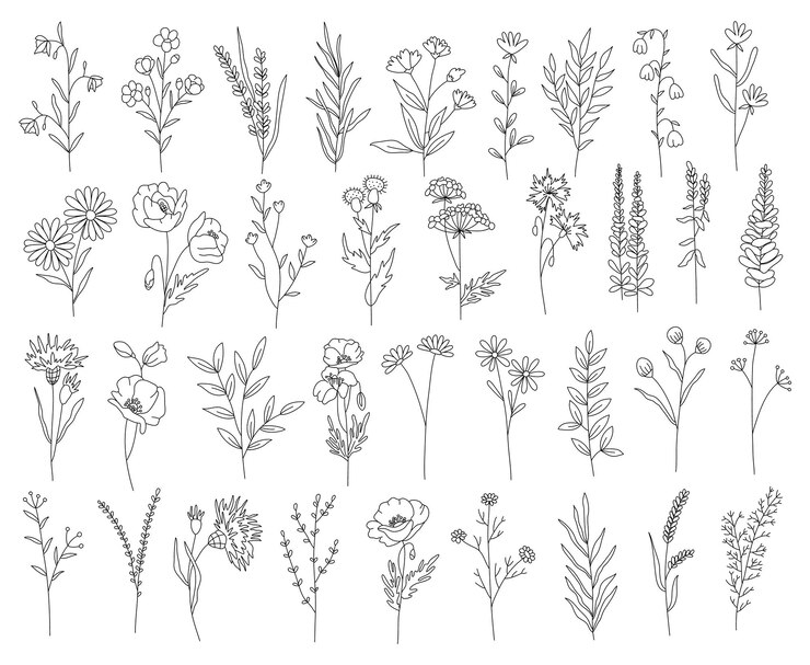 Décrire les plantes ensemble dessin au trait art fleurs sauvages ensemble plantes botaniques isolé simple art design