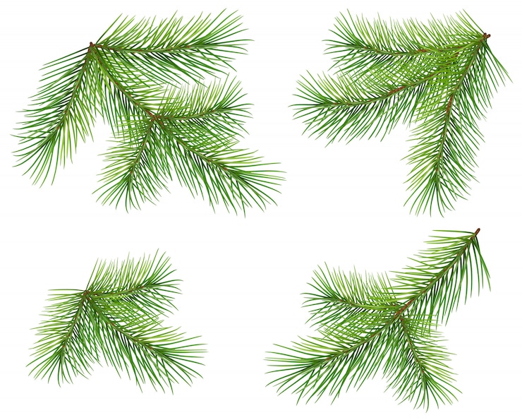 Vecteur définir la branche de pin vert isolé sur blanc. brindille de sapin de noël luxuriante et moelleuse