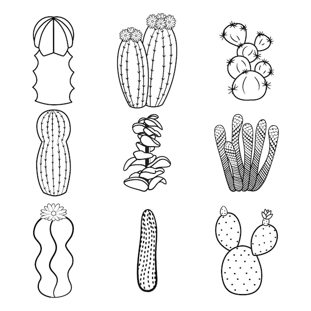 Vecteur définir les contours des cactus et des plantes succulentes dans un style doodle. ensemble d'art en ligne noir et blanc de cactus dessinés à la main.