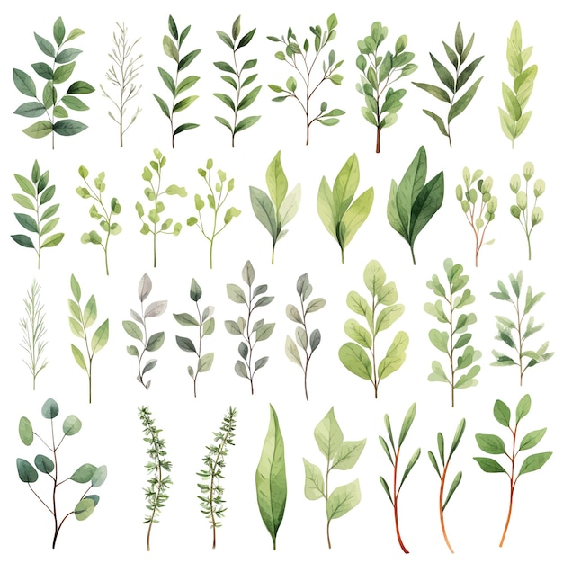 définir des éléments de plantes branches d'herbes sauvages avec des feuilles conception de plunts aquarelle