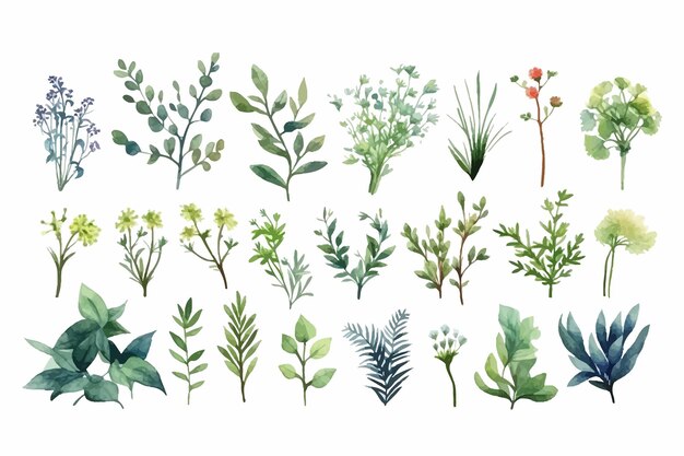 Vecteur définir des éléments de plantes branches d'herbes sauvages avec des feuilles illustration dessinée à la main plate isolée sur fond blanc