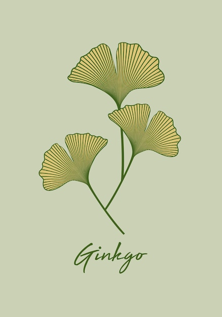 Définir la feuille de Ginkgo biloba isolée sur fond vert. Feuilles dessinées à la main. Conception de logo botanique