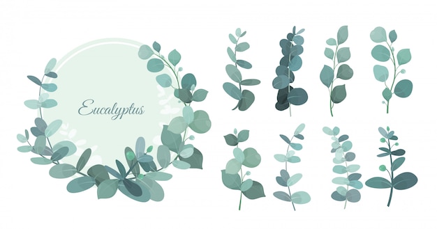 Vecteur définir des feuilles d'eucalyptus, des branches. herbes mignonnes pour la verdure de mariage, éléments décoratifs pour les invintations et cartes de voeux. couronne d'eucalyptus bleu, feuilles et tiges dans un style plat.