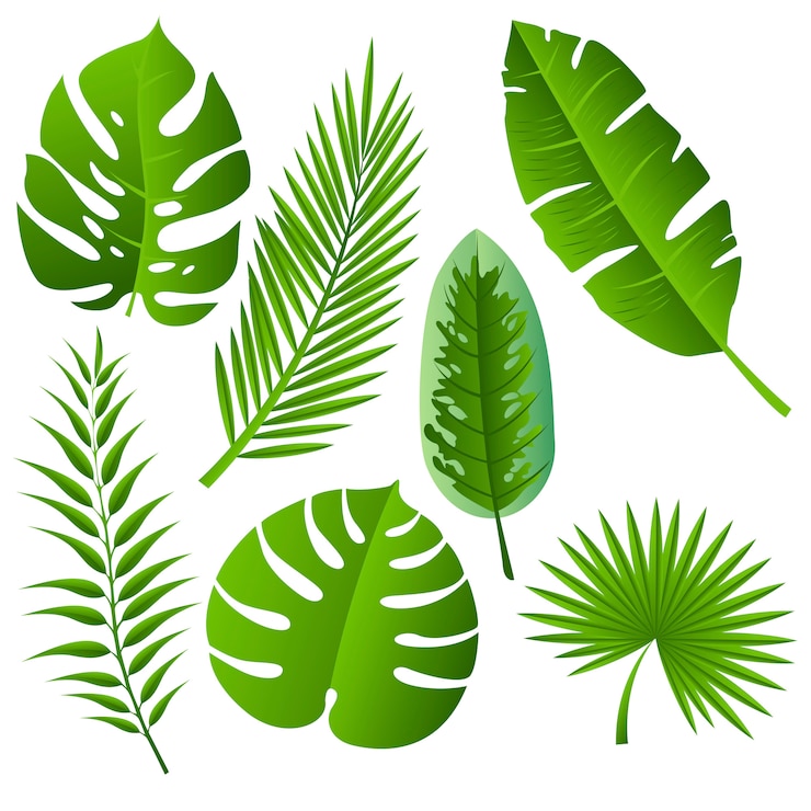Vecteur définir des feuilles tropicales