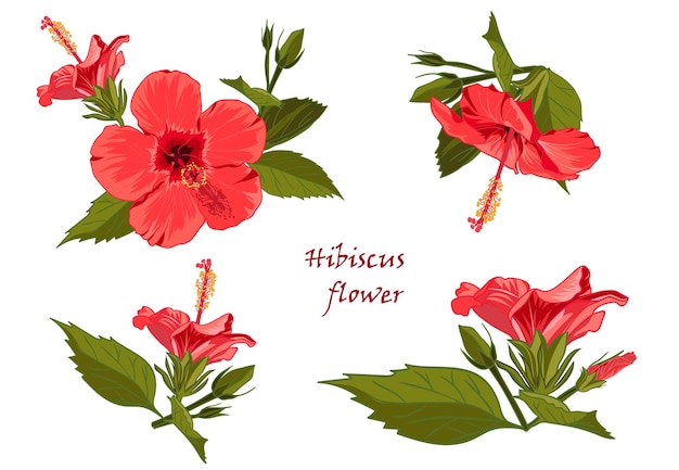 Définir La Fleur D'hibiscus Rouge Avec Des Feuilles Dans Un Style Réaliste Dessiné à La Main