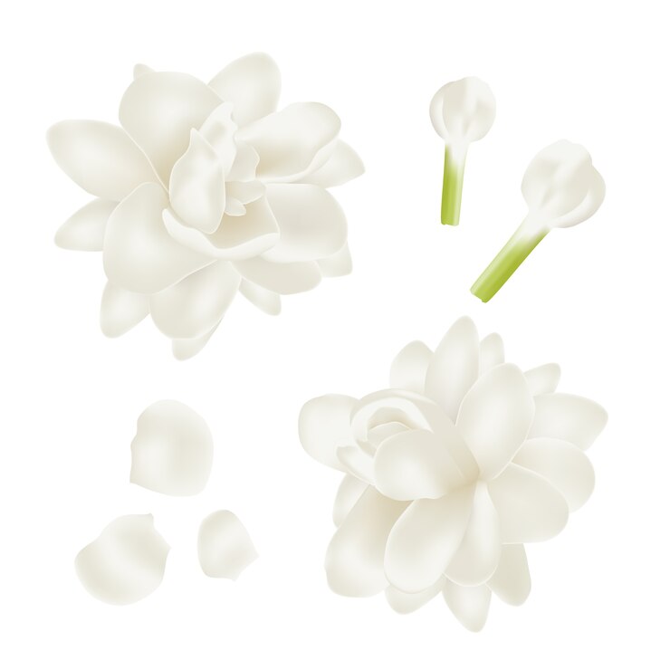 Définir la fleur de jasmin blanc réaliste.