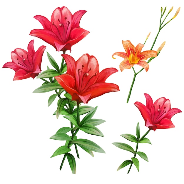 Vecteur définir des fleurs de lys rouges en fleurs avec illustration de bourgeons