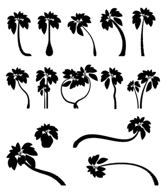 Définir Des Palmiers Tropicaux Avec Des Feuilles De Plantes Matures Et Jeunes Silhouettes Noires Isolées