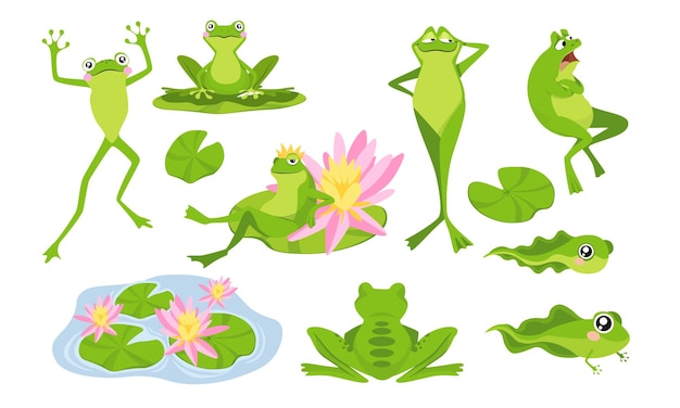 Vecteur définir des personnages de dessins animés de grenouilles drôles, des personnages isolés assis sur des nénuphars, des alevins et des animaux adultes. crapauds mignons vivant