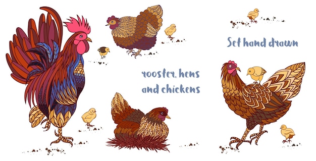 Vecteur définir des poules et des poulets de coq dessinés à la main