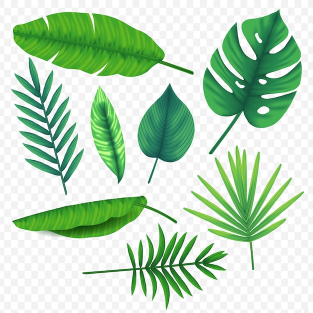 définir le vecteur de feuilles tropicales