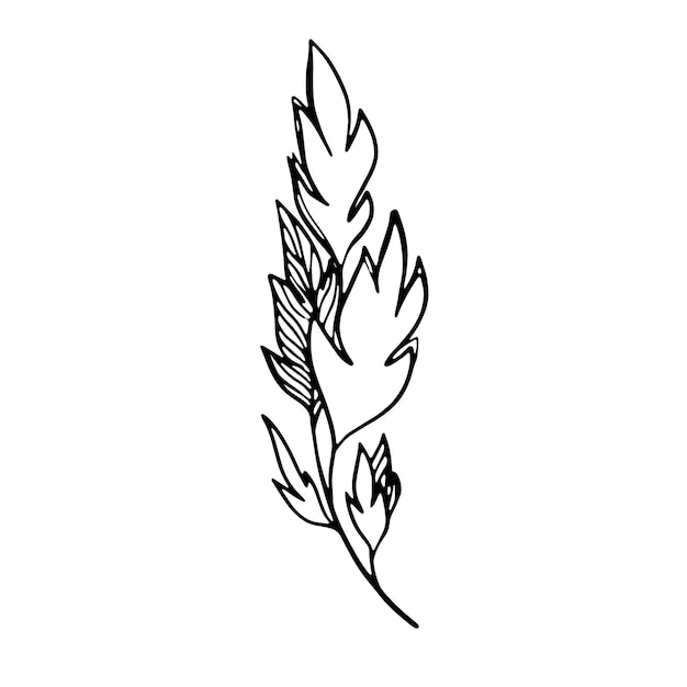 Délicat croquis noir et blanc de feuilles Illustration vectorielle dans un style dessiné à la main