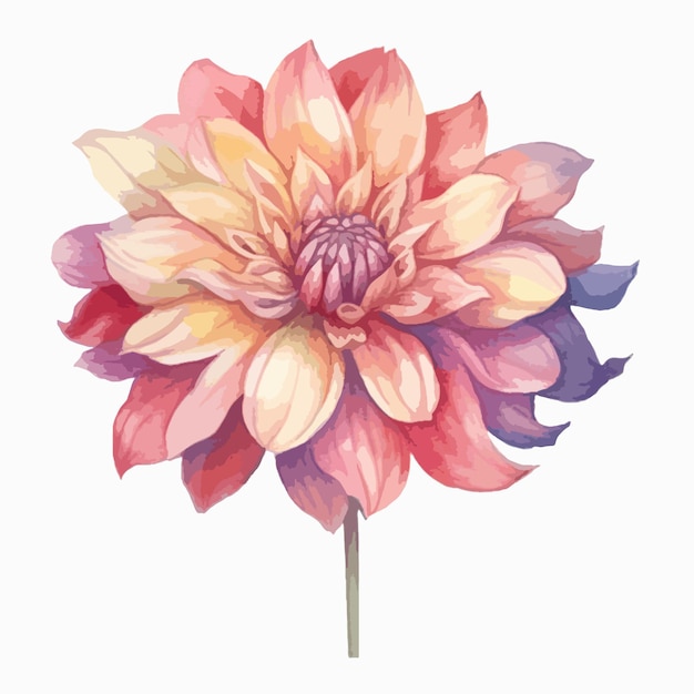 Une délicate aquarelle d'un dahlia