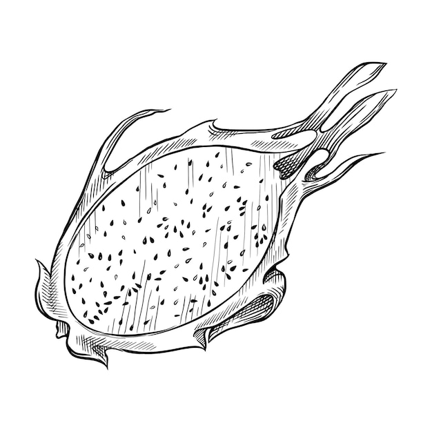 Un Demi Pitaya Ou Fruit Du Dragon. Illustration Vectorielle Dessinés à La Main Isolé Sur Fond Blanc.