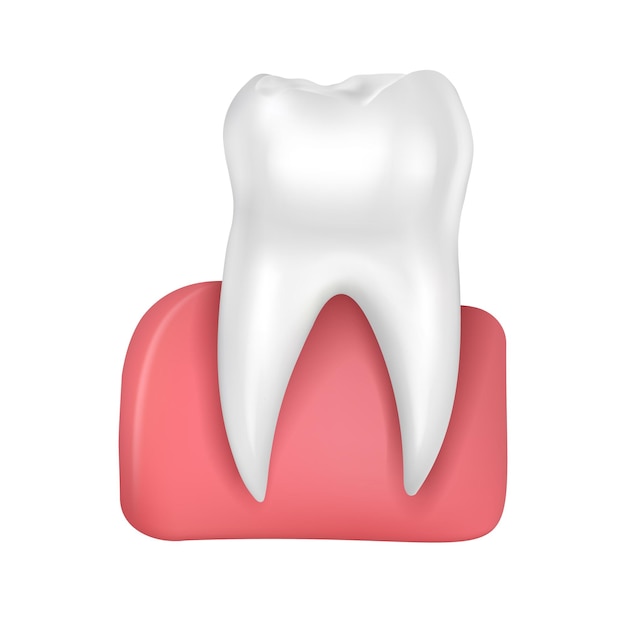 Dent Brillante Saine De Vecteur Dans Les Gencives Roses Isolées Sur Illustration Médicale De Fond Blanc