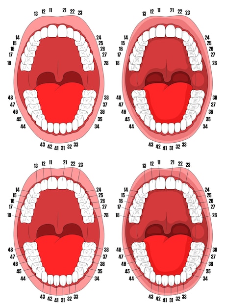 Dents Cavité Buccale Illustration De La Cavité Buccale Avec Des Dents Numérotées