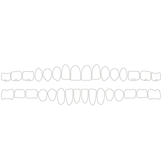 Dents et racines dentaires