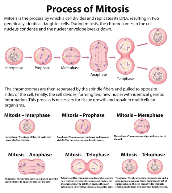 Vecteur déroulement des phases de la mitose avec explications