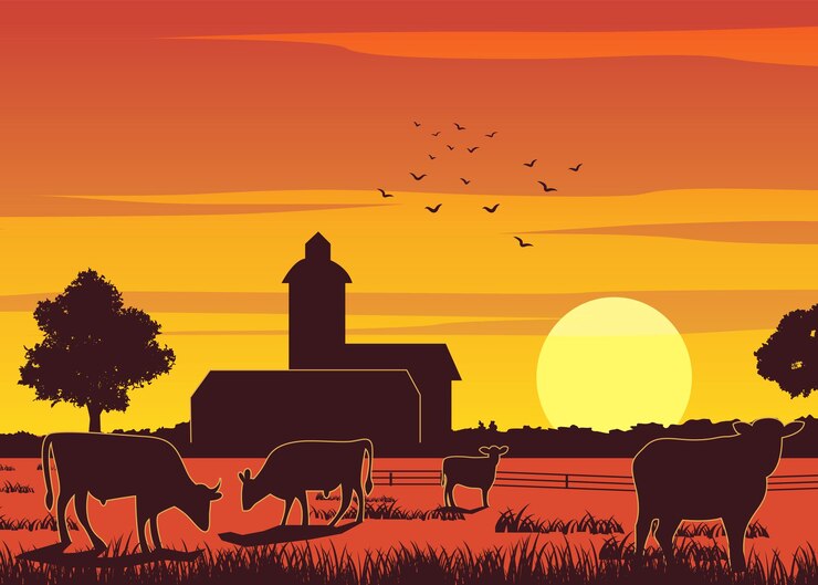 Vecteur description de la silhouette d'une ferme pendant que les vaches mangent l'herbe au coucher du soleil