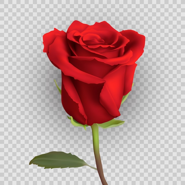 Design rose réaliste isolé sur fond,