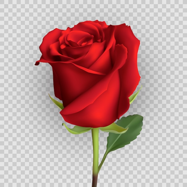 Design rose réaliste isolé sur fond,