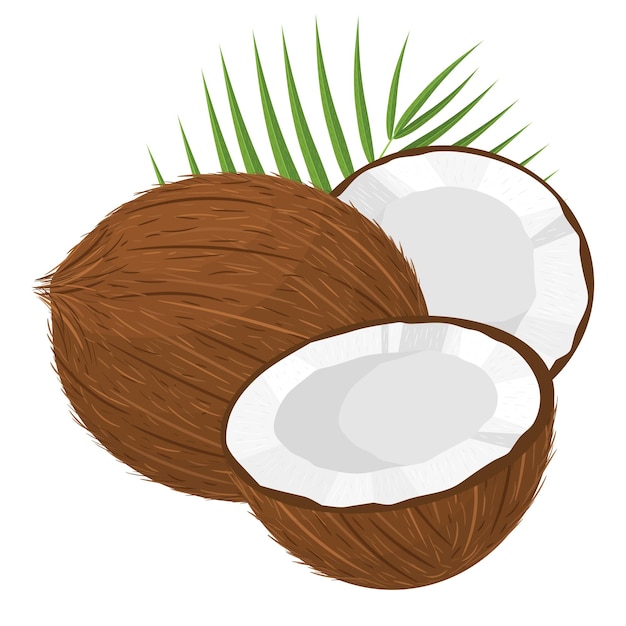 Dessin animé détaillé noix de coco entière exotique brune, demi-coupe et feuille verte
