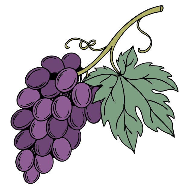 un dessin animé d'un grappin de raisins de couleur pourpre foncée vert feuille illustration vectorielle silhouette