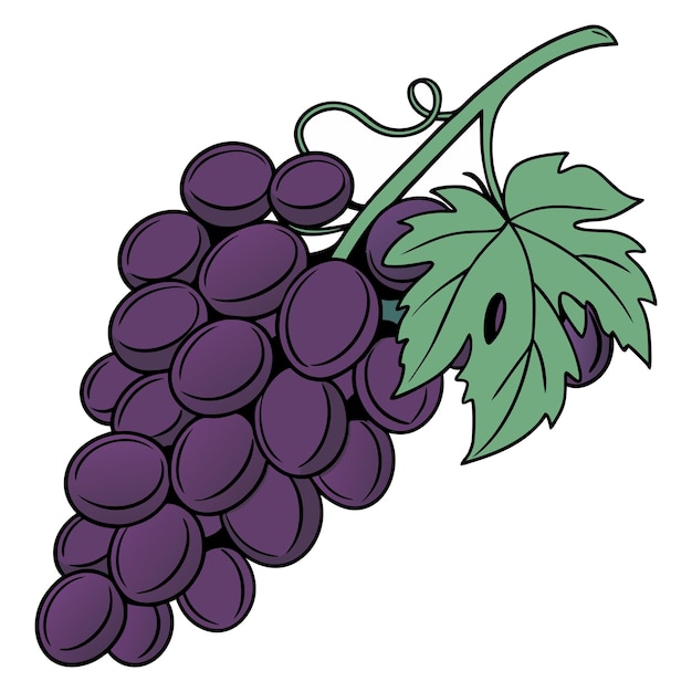 un dessin animé d'un grappin de raisins de couleur pourpre foncée vert feuille illustration vectorielle silhouette