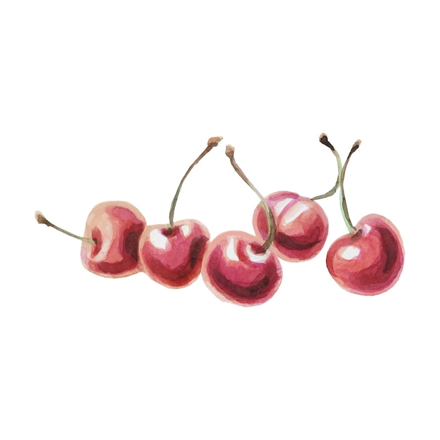 Dessin Aquarelle De Cerises Mûres Isolé Sur Fond Blanc