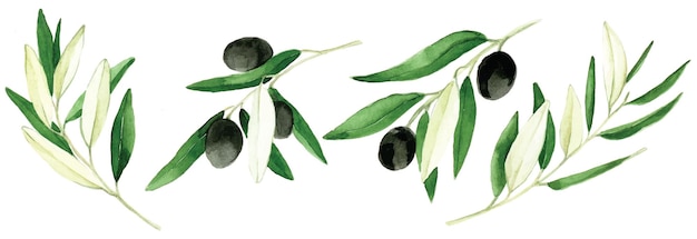 dessin à l'aquarelle ensemble d'éléments feuilles branches et fruits d'olive isolés sur fond blanc