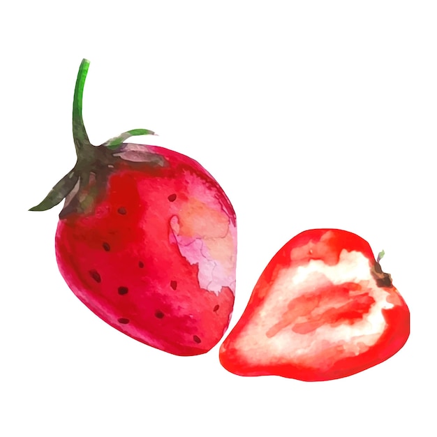 Dessin aquarelle fraise et demi-fruit