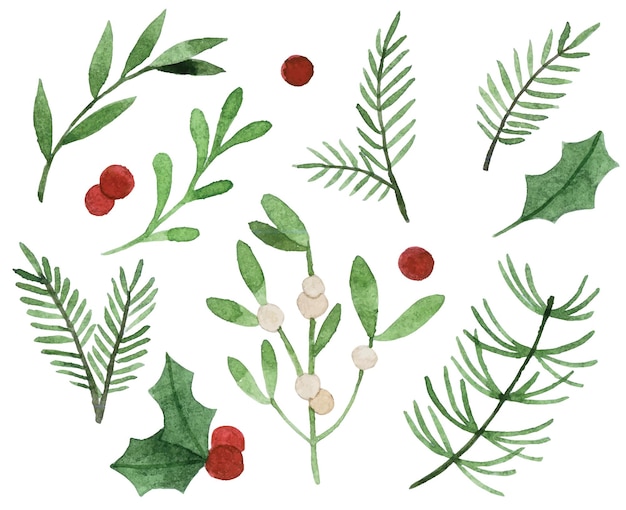 Dessin à L'aquarelle. Plantes De Noël. Ensemble De Feuilles Et De Branches D'hiver Simples, Houx, Gui