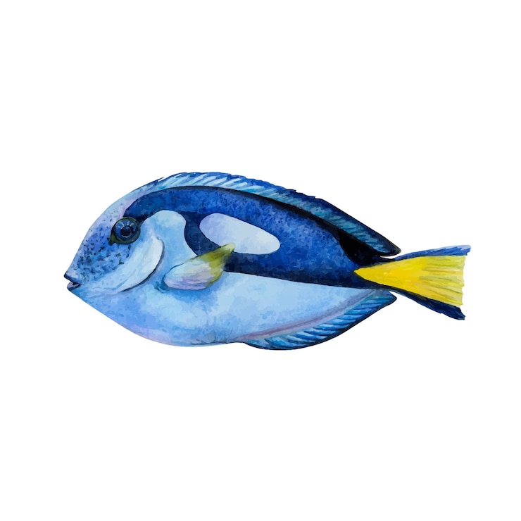 Vecteur dessin à l'aquarelle d'un poisson chirurgien sur fond blanc peint de manière réaliste sous-marine pour