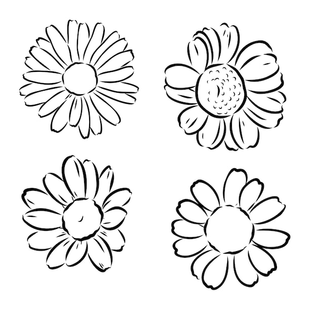 Dessin D'art En Ligne De Fleur De Marguerite Illustration Vectorielle Gravée Dessinée à La Main Croquis à L'encre Noire De Camomille Sauvage Floraison De Jardin Botanique Sauvage Idéal Pour Le Décor De Cartes De Voeux D'icône D'étiquette D'emballage De Thé