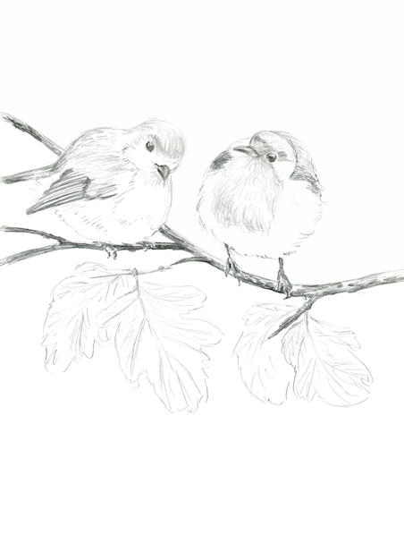 Vecteur dessin au crayon de deux oiseaux robin sur une branche