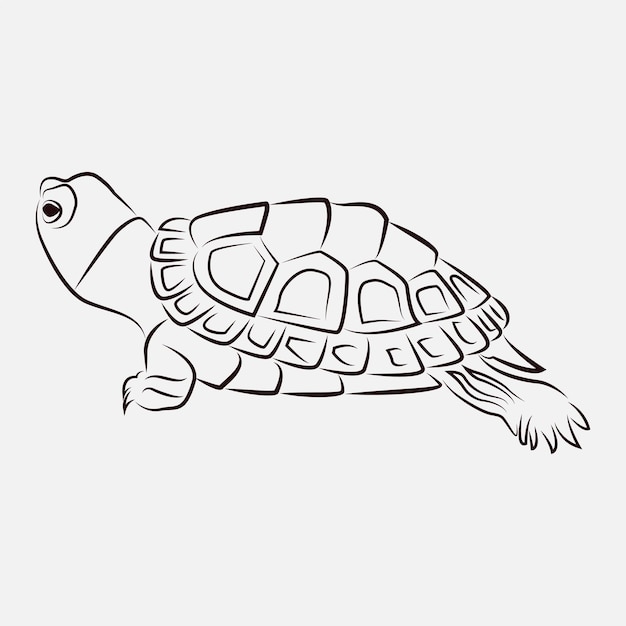 Dessin Au Trait Animal Tortue De Mer