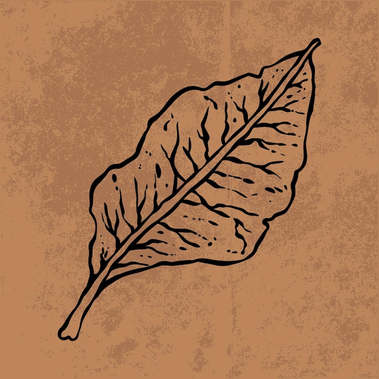 Vecteur dessin au trait botanique feuille doodle fleurs sauvages