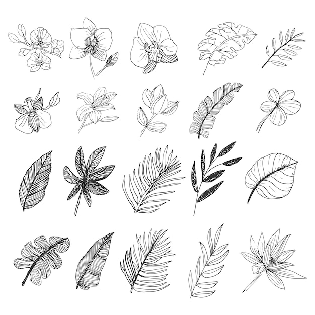 Dessin au trait de collection de forêt sauvage de feuilles et de fleurs naturelles