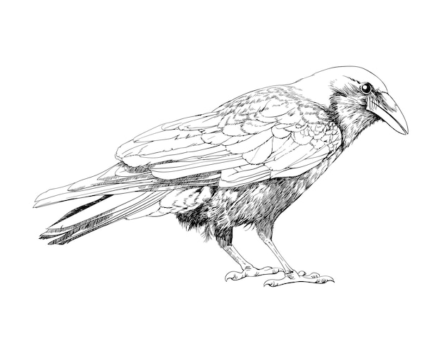 Vecteur dessin au trait corbeau