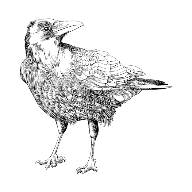 Vecteur dessin au trait corbeau